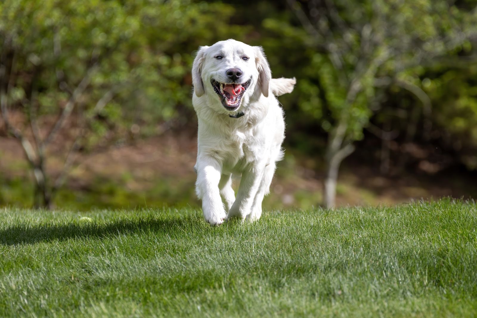 Cães brincando juntos no gramado