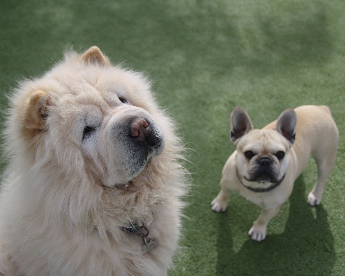 Dois cães juntos no gramado