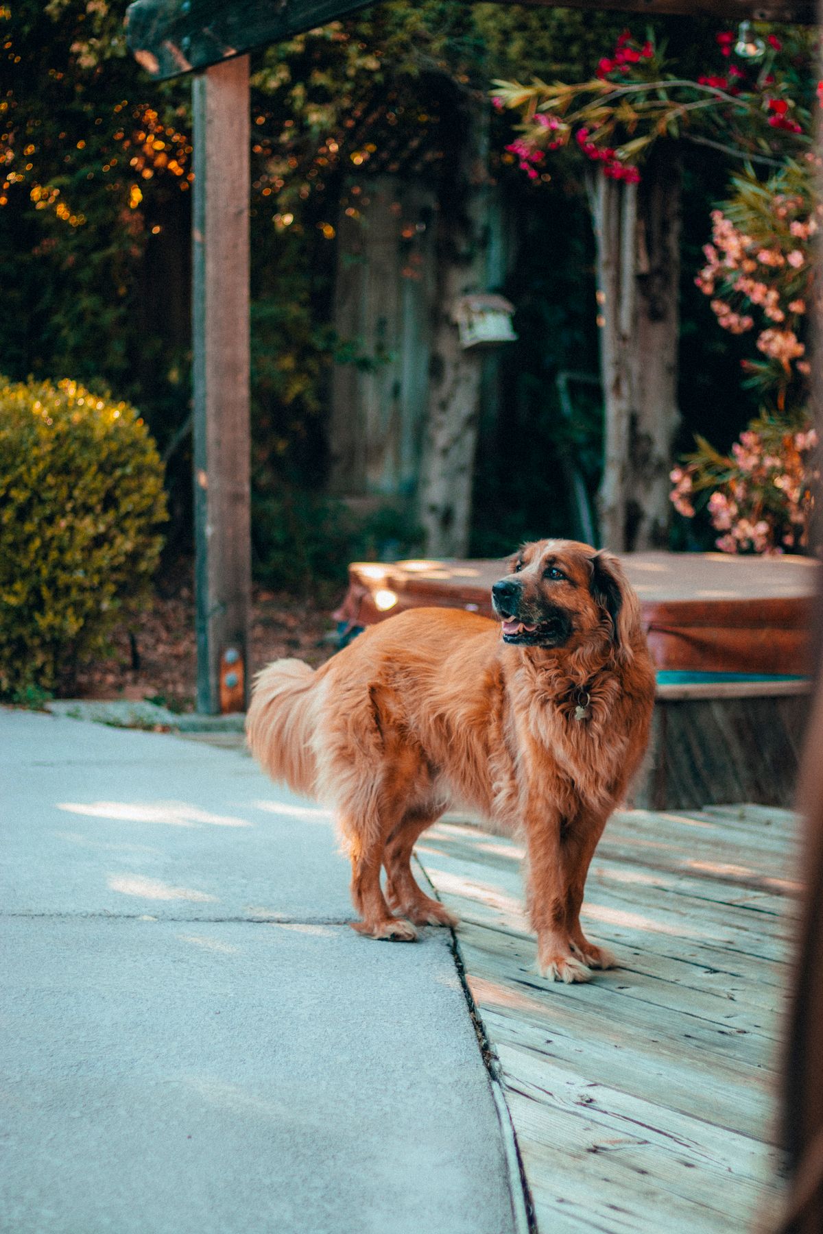 Cão no gramado ensolarado