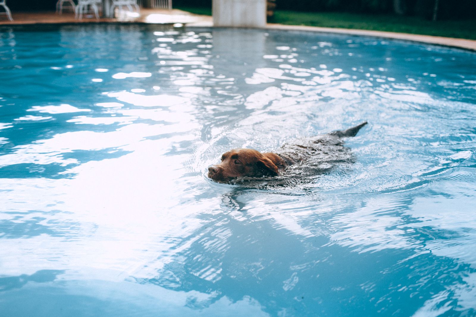 Cão nadando na piscina